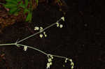 Balkan catchfly